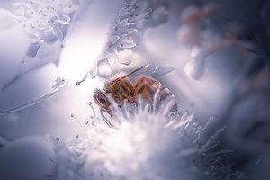 Les Insectes Hyménoptères