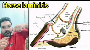 #horse #laminitis | Animal knowledge-punjab