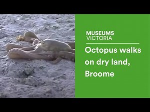 Octopus walks on dry land, Broome