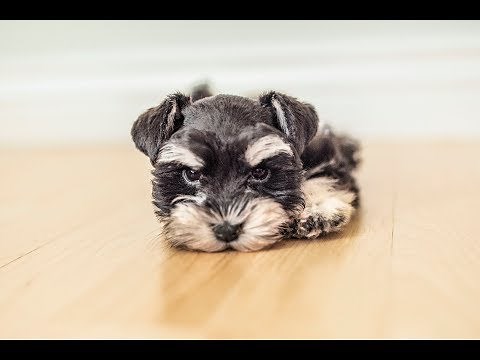 Tiny TEACUP Schnauzer Puppy in Training! Ava is ADORABLE!