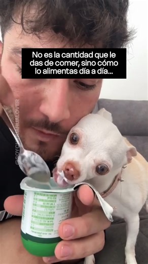 Guía de Cuidados del Chihuahua on Instagram: "Sigue aquí 👇🏻 No se trata solo de la cantidad de comida, sino de cómo y cuándo se la das. El chihuahua necesita pequeñas comidas repartidas en el día para mantener estable su nivel de azúcar y energía. Saltarse comidas o dejarlo sin alimento por muchas horas puede causarle hipoglucemia. Un chihuahua bien alimentado se nota: tiene energía, pelaje brillante y actitud alegre. Y lo mejor es que no hace falta gastar mucho: solo entender lo que su cuerpo