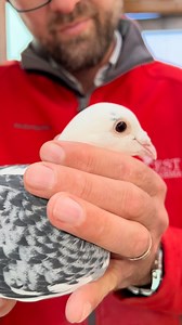 🐦 🏆 As a pigeon fancier, you know parasites can drain energy, weaken immunity, and hurt performance. PARA PROTECT is your simple solution—just one drop per month on the neck protects against internal and external parasites. 🦠 ✔️ Boosts health & racing performance ✔️ Prevents stress, weight loss & disease ✔️ Easy to use—ideal during racing season Keep your pigeons parasite-free and in peak form. A healthy pigeon is a winning pigeon! #cestpharma #performance #pigeonsport #racingpigeons #porumbe