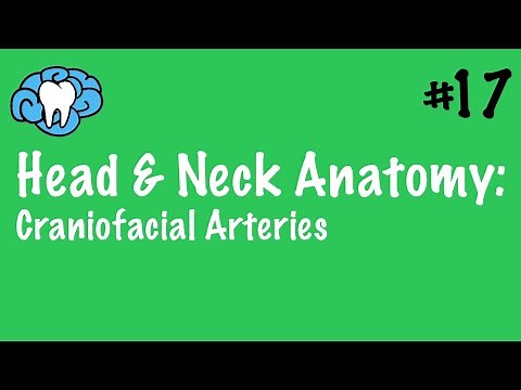 Head & Neck Anatomy | Craniofacial Arteries | INBDE