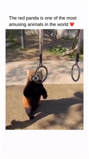 Animals on Instagram: "The red panda looks like nature’s idea of a cartoon come to life. With its fluffy ringed tail, expressive face, and slightly awkward movements, it feels almost too cute to be real. But behind that playful charm is a quiet expert of the treetops. Red pandas are skilled climbers, spending most of their lives in the branches—moving carefully, curling their tails around themselves for warmth, and communicating through gentle sounds and subtle body language. Shy, calm, and happ