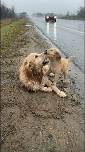 The loyal baby dog stands next to the mama dog and barks for help. | Happy Animals
