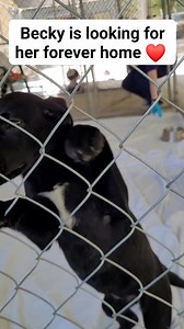 Beck is looking for her forever home ❤️. She is a 12 week old, spayed, Lab/pointer/Shepherd mix. She loves everyone and loves other dogs. Come see her! We're open 12-5pm at 959 Gnatty Branch Rd, Sevierville,TN. #puppy #pointerpuppy #labpuppy #adoptme #adoptdontshop #shelterpup #rescueme #shelterpuppy #sevierville #pigeonforge | Sevier County Humane Society