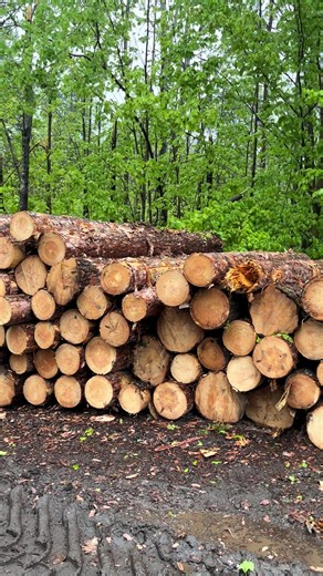 #breenslumber #westernstar #trucking #logtruck #star #cat #logging #stormdamage #stormdamage #redpine #fyp #loggingislife #ponssewisent