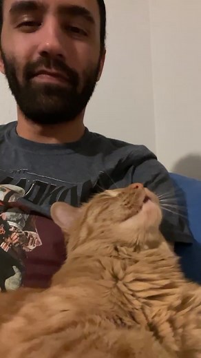 Kermit the cat knows how to get what he wants - with plenty of purrs and begging for kisses 😽 #catdad #mrkermitmeow #guyswithcats #orangecats #catkisses