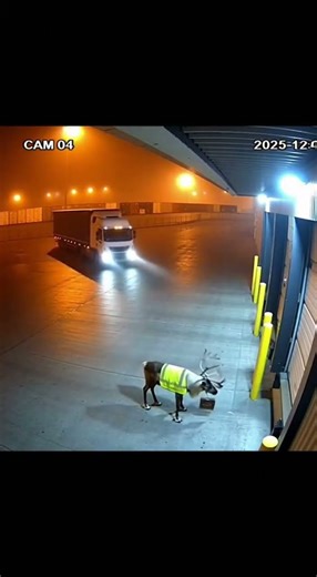 Night Camera Reveals a Reindeer with a clipboard in front of a Warehouse