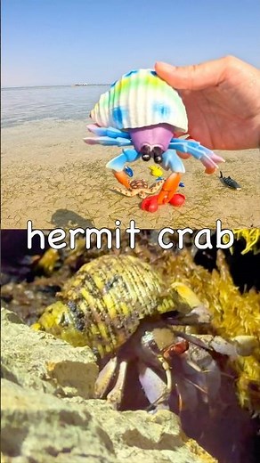 Kids Learn | Sea Animal Names at the Lagoon: Turtle Hermit Crab Starfish Spider Crab Seahorse