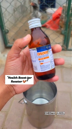 “Rooster Vitamin Drink 🐓 | Lysovit Water Mix 💧” #aseel #shorts #cheema_aseel