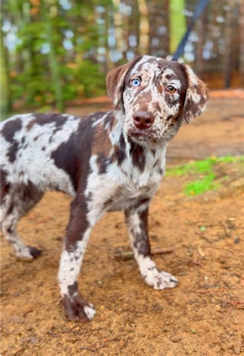 Chocolate Merle Labrador #labrador #labradorretriever