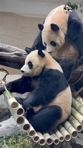 Baby Panda Just Woke Up! 🐼💤 #shorts