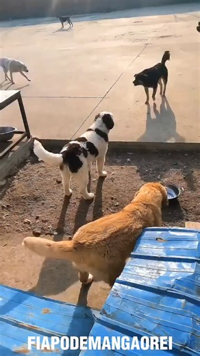 Fiapo de Manga on Instagram: "Episódio 77 | Smoker Vs Klose"