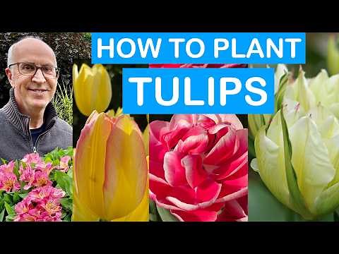TULIPS - HOW TO PLANT; STEP-BY-STEP GUIDE; PLANT IN POTS; SPRING COLOUR: VARIETIES TO CHOOSE