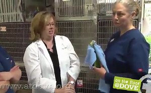 Avian Restraint and Exam