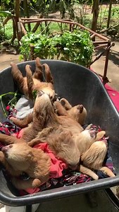 295K views · 4.6K reactions | Happy International Sloth day 殮 Today is all about them, and we want to brighten your day with this sloth content. Go and take a mini-quiz in our stories to know how much you know about sloths. #sloth #slothday #slothcontent #babysloth #jaguarrescuecenter #rescuecenter | Jaguar Rescue Center | Facebook