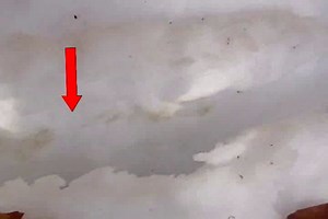 Tracking New Hampshire Whitetails