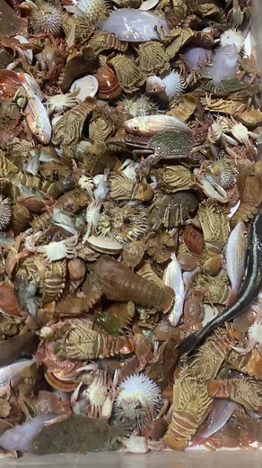 Delicious Moreton Bay Bugs Recipes to Try Today!