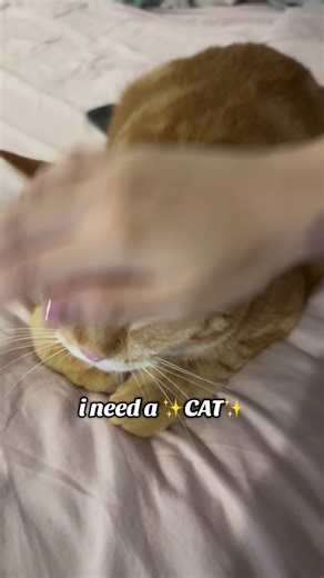 Rengi & Mimi🐾 on Instagram: "he’s a BIG FAT ORANGE CAT WITH A ROUND FACE AND BIG EYES"