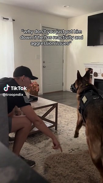 Understanding Reactive Dogs: Strategies for Training