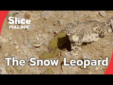 The Snow Leopard: A Rare Encounter in Tibet | FULL DOCUMENTARY