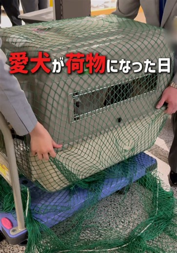 愛犬と飛行機旅行の心得