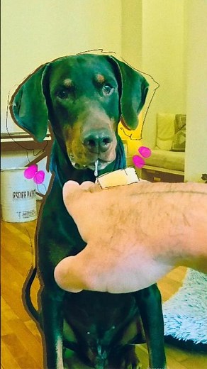 Gullig hund älskar ost mer än allt 🧀🐶😋| Rolig hundvlogg. #hund #dogvlog #cheese #funnydog #doglife