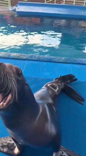 Sea Lion Makes the Funniest Sounds Ever 😂🔥