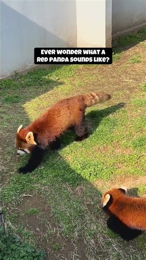 Red Panda Sounds
