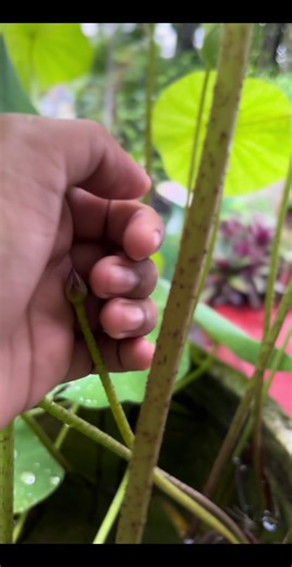 Stunning Time Lapse of a Lotus Flower Blooming