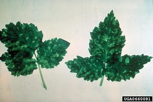 Raspberry ringspot virus - Alchetron, the free social encyclopedia