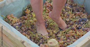 Close-up woman feet crushing ripe grapes to make wine after harvest. Wine production. Wine tradition. Grape harvest. Close-up shot