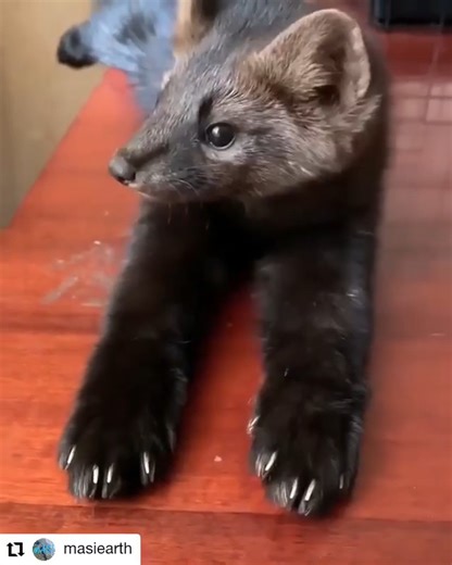 LOOK AT THIS SWEET SOUL THAT IS A MARTEN, THAT HAVE BEEN BRED TO BECOME "GLAMOUROUS" COATS...and a full length one would take another ninety-nine more like him, to create...and it is the same with mink, chinchilla and other beautiful, fur bearing animals...as you can see, the trust on this face not only shows happiness that he is freed from his cage...and in these eyes you can see hope in continued compassion, that will keep those of his kind from being harmed again for products that are not nee