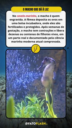 O ÚNICO MACHO do planeta que DÁ À LUZ 🐴🌊