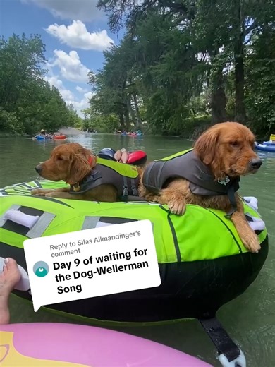 Funny Talking Dogs Compilation