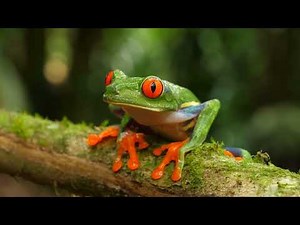 Frogs: The Art of Hopping