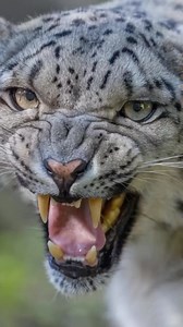 Follow👉 @bigcatsnamibia Now !!! No Regrets !!Snow leopards actively pursue prey down steep mountainsides, using the momentum of their initial leap to chase animals for up to 300 m (980 ft). They drag the prey to a safe location and consume all edible parts of the carcass. They can survive on a single Himalayan blue sheep for two weeks before hunting again, and one adult individual apparently needs 20–30 adult blue sheep per year. Snow leopards have been recorded to hunt successfully in pairs, e