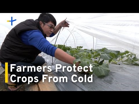 Yunlin Farmers Protect Crops From Winter Weather ｜TaiwanPlus News