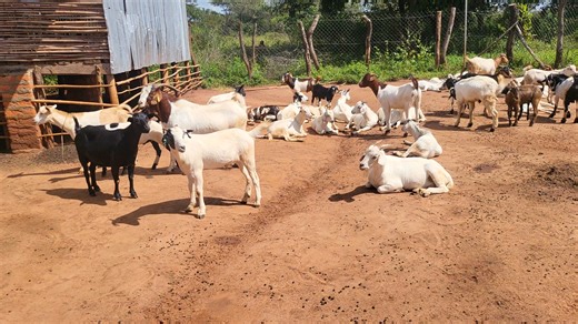 Hello Africa! Never underestimate a business with a multiplier effect, Our farmer who started with 50 goats now reaping! 0779 483489 | Menigte Farms Ltd
