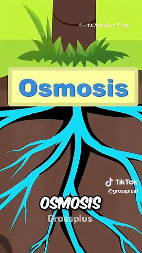 How does water come inside the coconut? #science #sciencefacts #facts #coconut