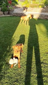 353K views · 5.8K reactions | Tak huraaaaa, krasný večer podařilo se mi pro vas natočit zase malou prohlídku 藍❤ zase jsem neco málo pokoupil ja uz nemůžu vůbec nikam  je to marný, je to marný je to marný 藍❤ Tak krásný večer z Atelier Můj Domov Sledovat nás můžete I na Instagramu | Atelier Můj Domov | Facebook