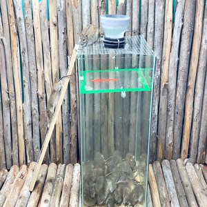 how to set a victor mouse trap at home 2020 ep #136 #mouse_trap #rats_trap #mice_trap #mouse #rats #mice | Mona