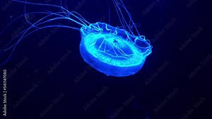 Large adult crystal jelly, aldersladia magnificus swimming in the water, emit green bioluminescence light around the edge of its bell against dark background, close up details shot.