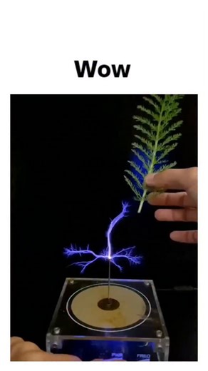 Theloughlab on Instagram: "The post features a 30-second video demonstrating a mini Tesla coil generating high-voltage plasma that arcs through a fern frond and a leaf, successfully lighting a small neon bulb held nearby, showcasing plants' conductivity. Plant tissues, containing water and electrolytes, enable this low-resistance path for electricity, a principle rooted in bio-electrochemistry; similar DIY experiments, like those using fruit batteries, extend to high-voltage setups without harmi