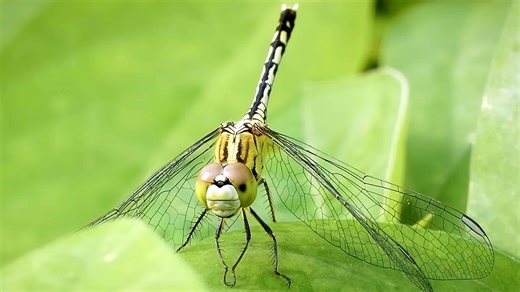 How Insects With Compound Eyes See the World