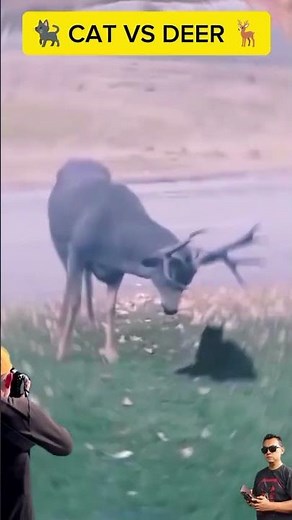 CAT VS DEER : black cat challenges a deer