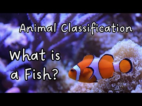 What is a Fish? Characteristics of a Fish | Animal Classification | Animal Groups | Science for Kids