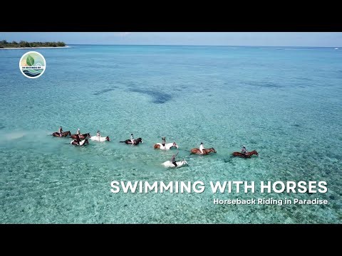 Swimming with Horses