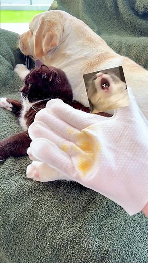 Effortless Cat Spa Session for Clean and Fresh Fur